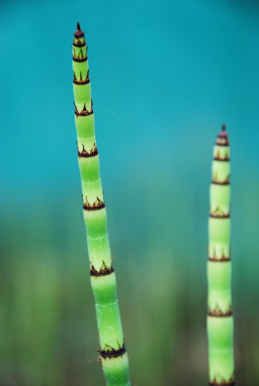 Prêle japonaise - en pot de 3 litres