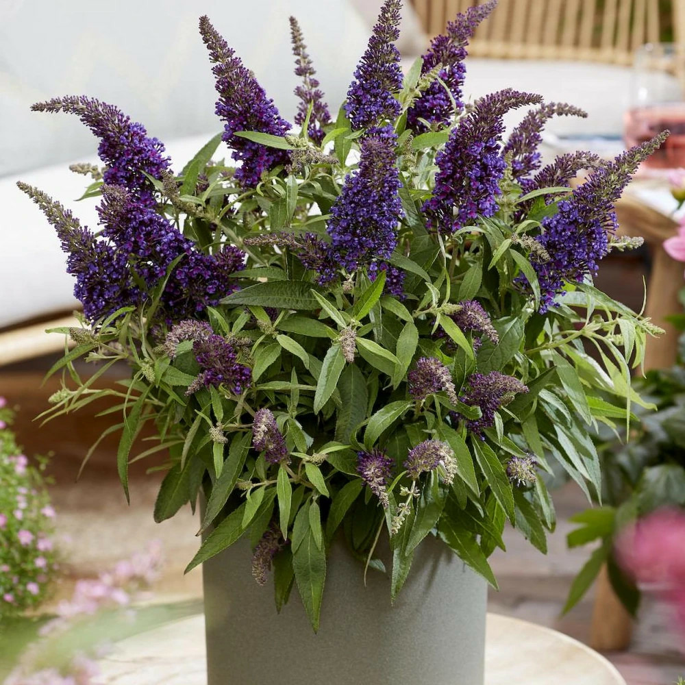 Arbre aux papillons butterfly candy® little purple 'botex001', buddleia pot de 4l - 20/40 cm