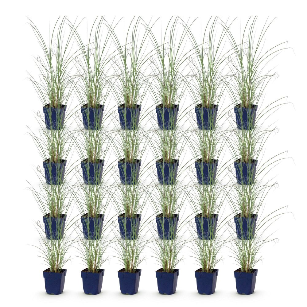 Roseau de chine 'morning light' - lot de 24 - pot 11 cm - hauteur 25 cm - plante d'extérieur