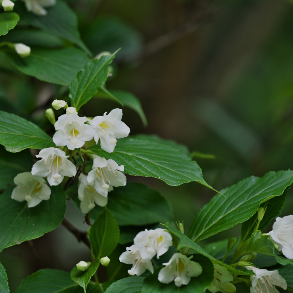 Weigela ebony and ivory - weigela ebony and ivory pot 3l