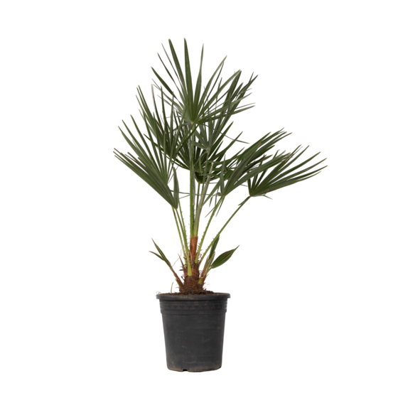 Palmier nain - chamaerops humilis - hauteur 70-80cm - ⌀21cm