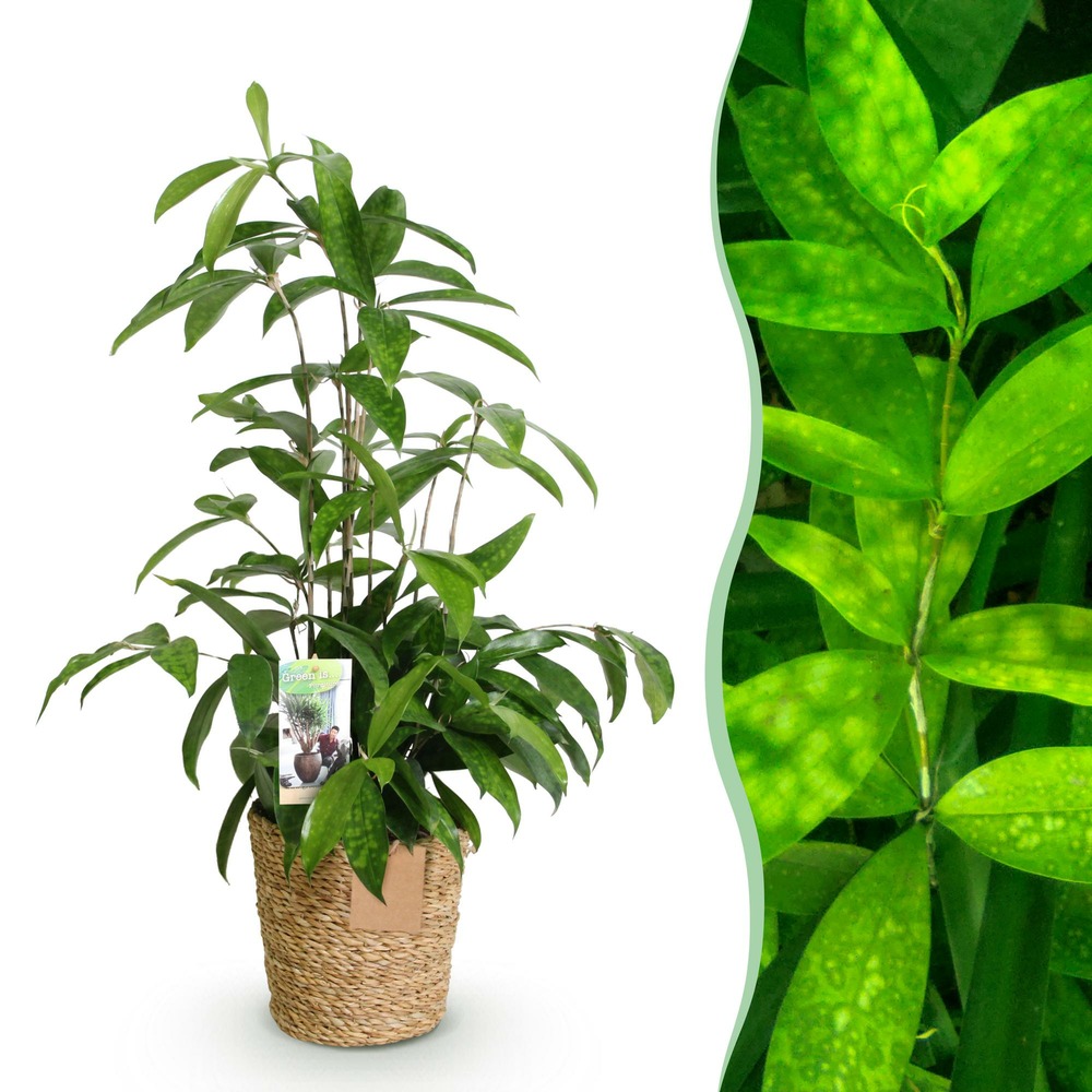 Dracaena surculosa – lot de 1 – pot 17 cm – hauteur 60-70 cm