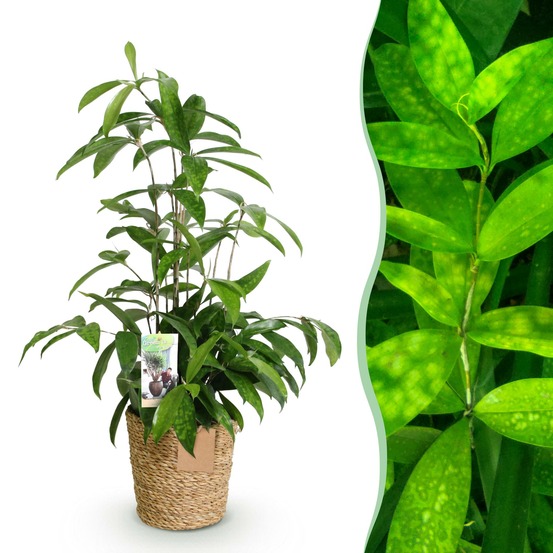 Dracaena surculosa – lot de 1 – pot 17 cm – hauteur 60-70 cm