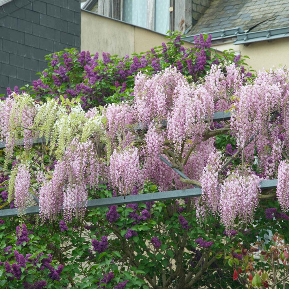 Lot de 2 - wisteria floribunda 'rosea' - glycine rose - 50-70 cm de haut - pot 15 cm