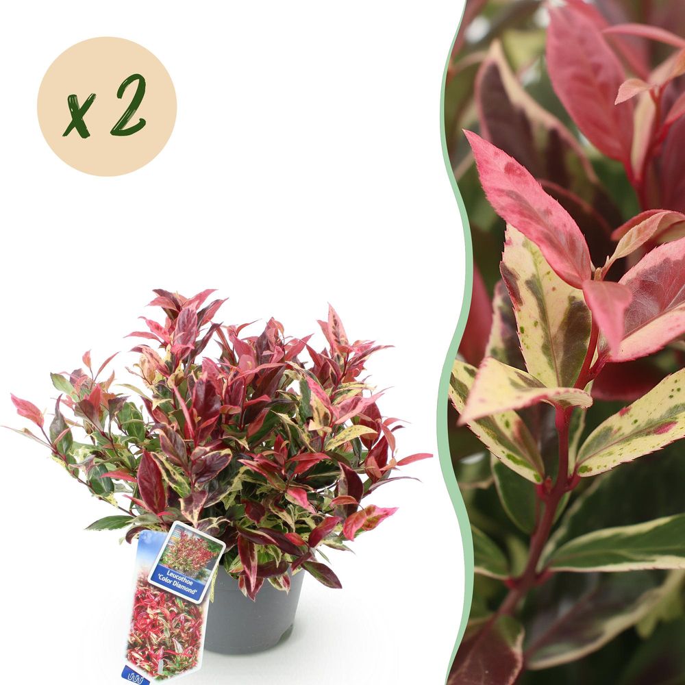 Leucothoé 'colour diamond' - lot de 2 - pot 17 cm - hauteur 40 cm