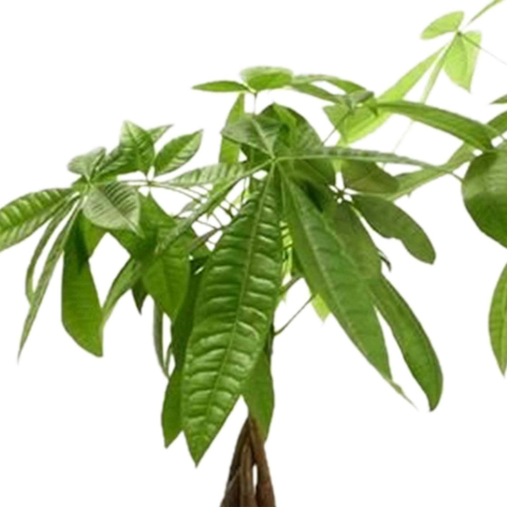 Pachira aquatica - le pot / ø 12cm / hauteur livrée environ 25cm