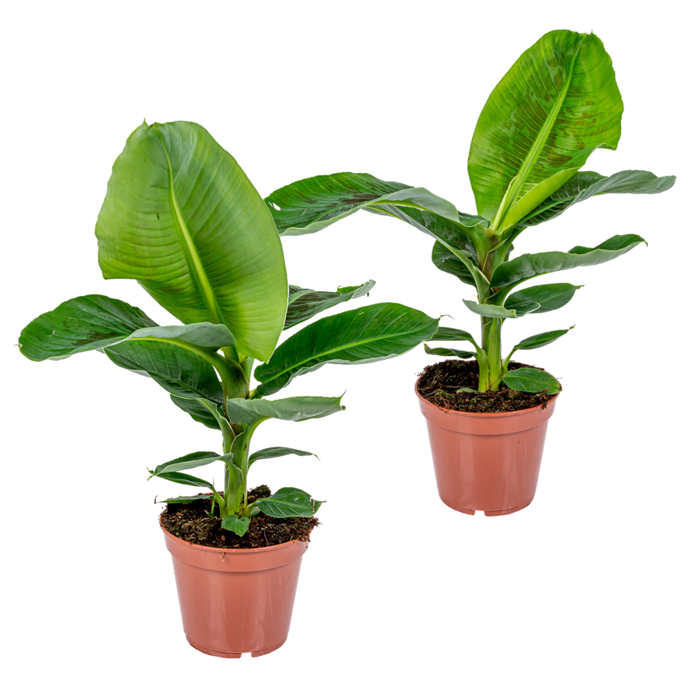 Lot de 2 - musa dwarf cavendish - bananier d’intérieur - hauteur 60-70 cm - pot 17 cm