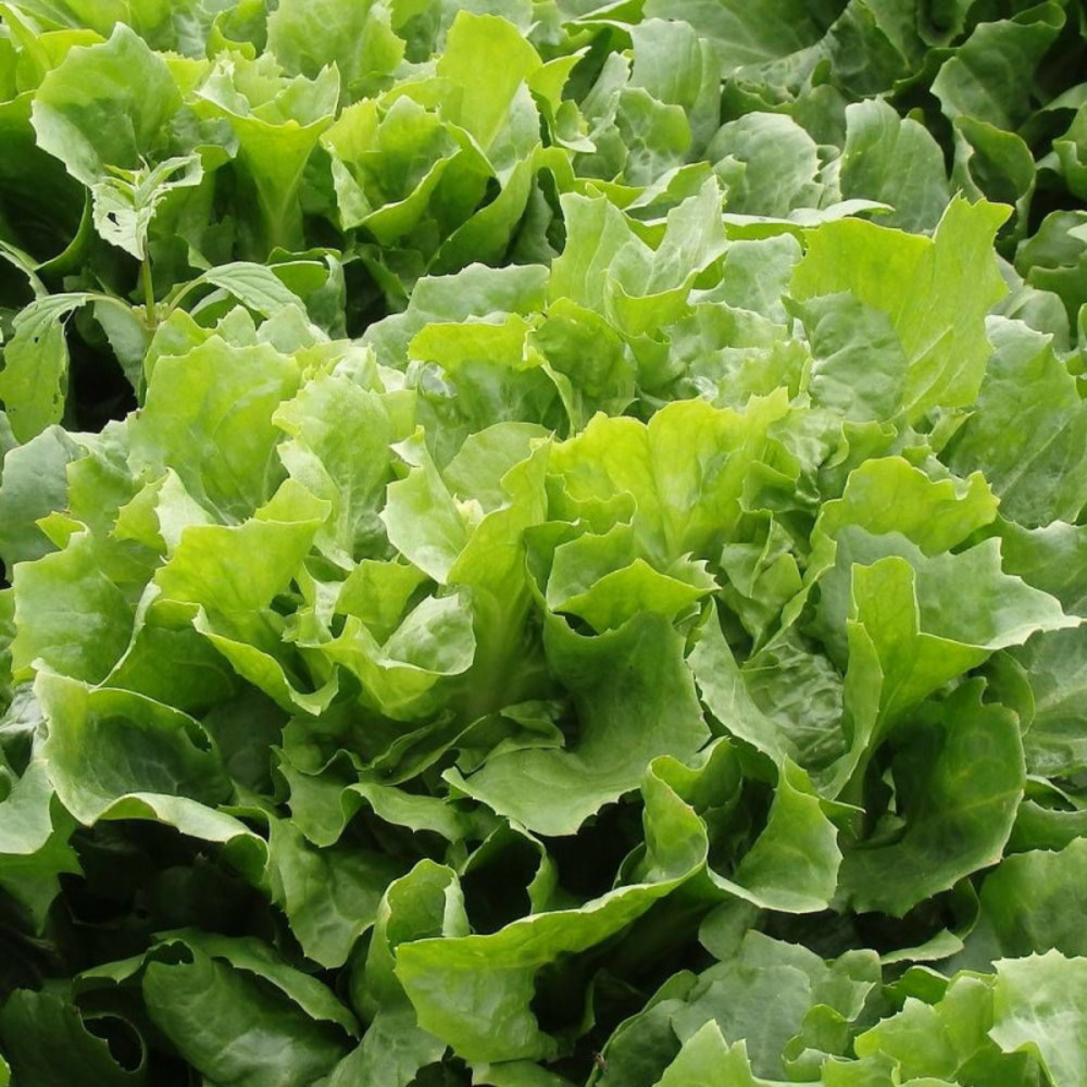 Graines de chicorée scarole cornet de bordeaux - vilmorin sachet