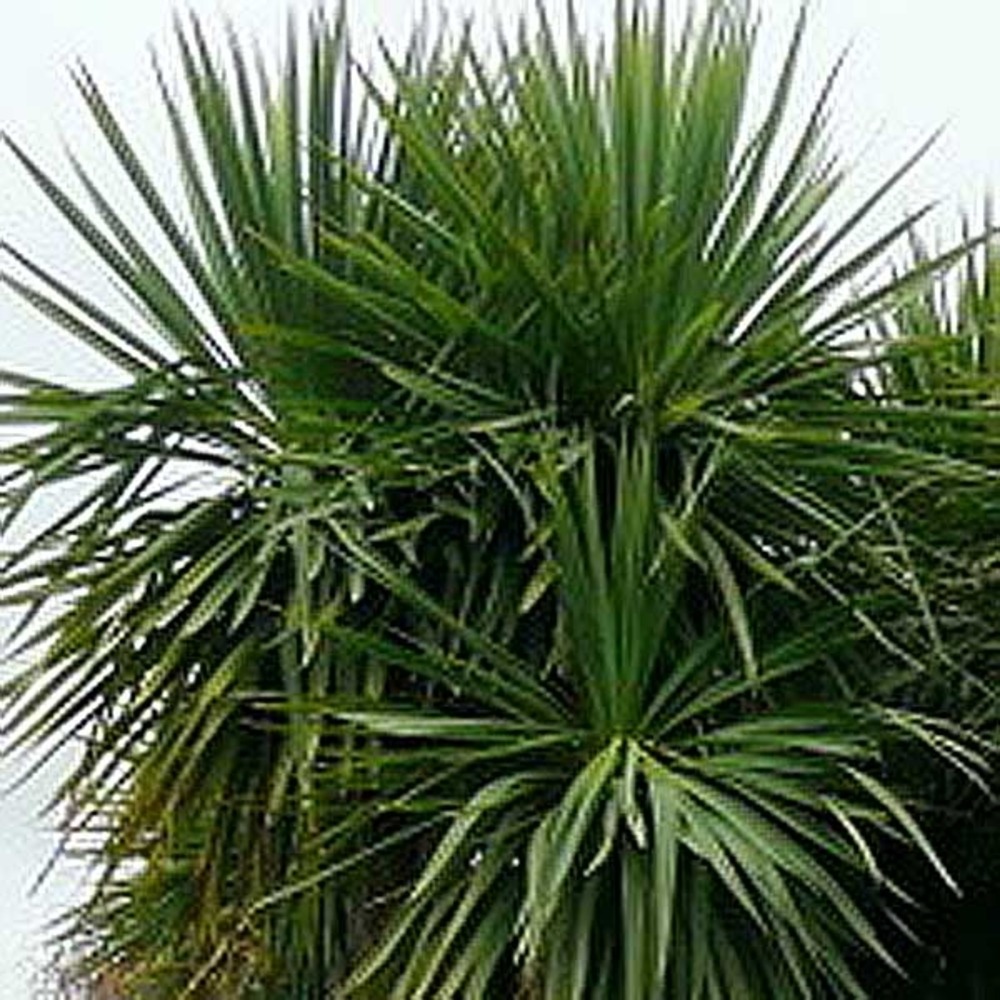 Cordyline australe pot de 6l/7l