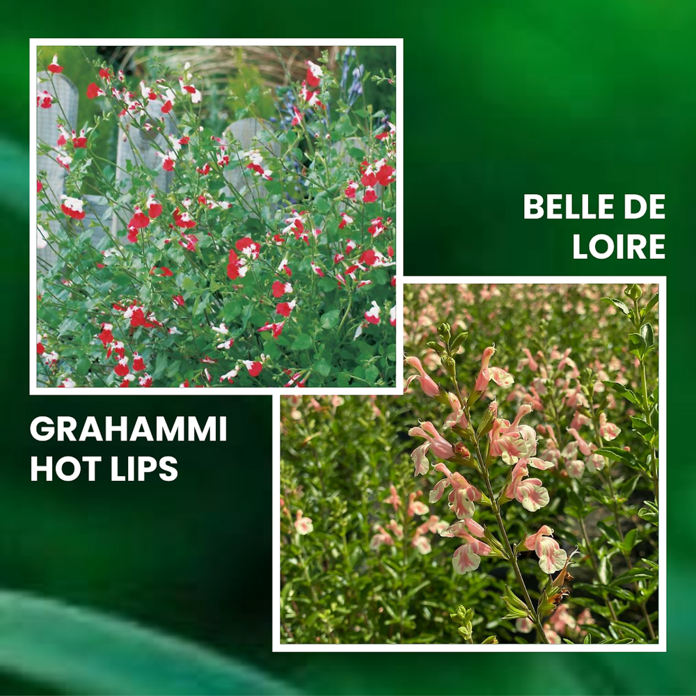 Offre speciale sauges - 6 godets plante vivace