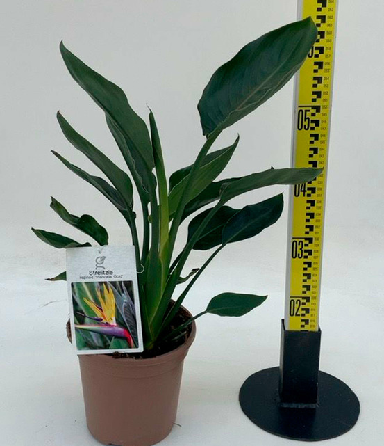 Strelitzia reginae 'mandelas gold' jaune et bleu (oiseaux du paradis) pot de 3 litres ? 40/60 cm