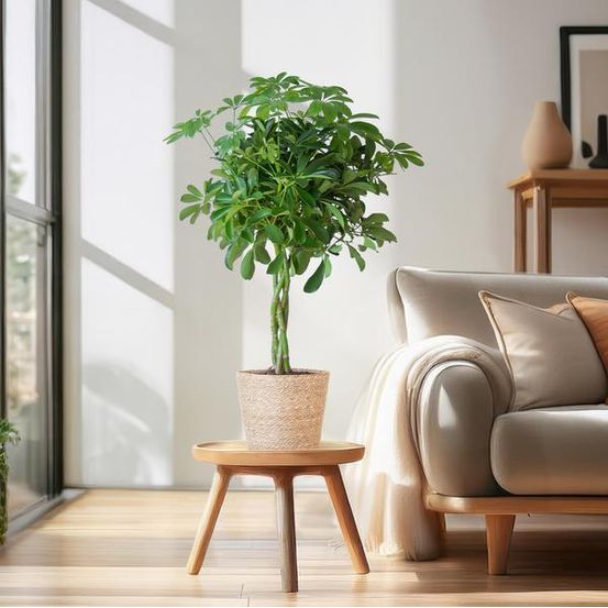 Schefflera nora et son pot - h70 cm (réf. 45212)