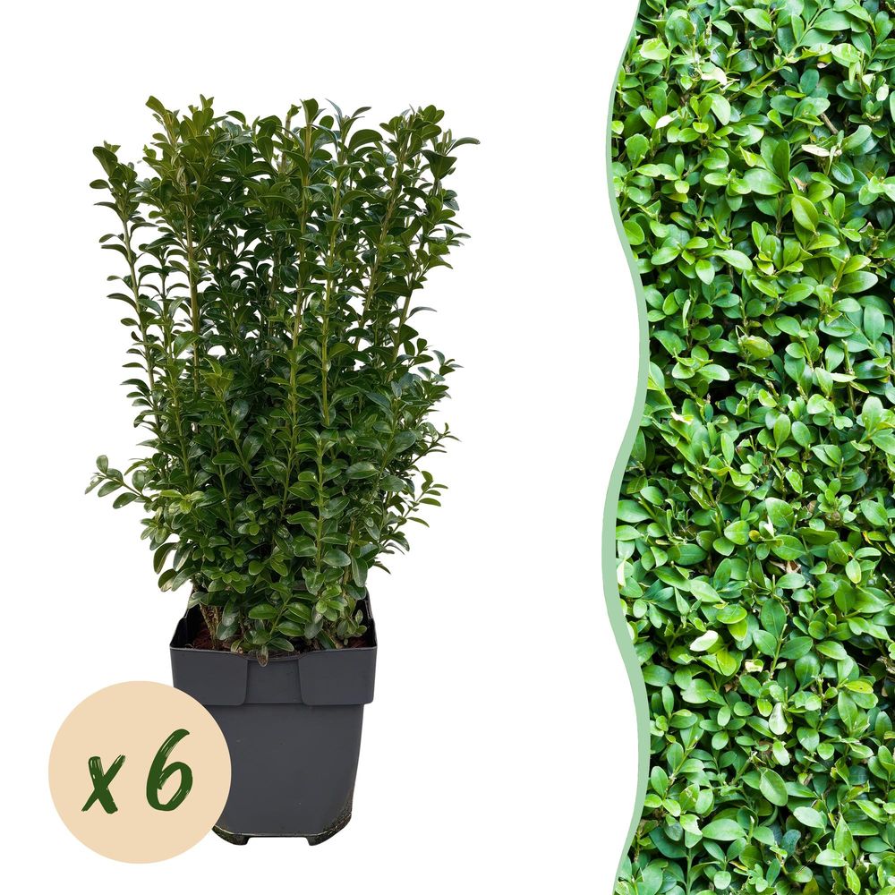Buis - pot 17 cm - hauteur 45 cm