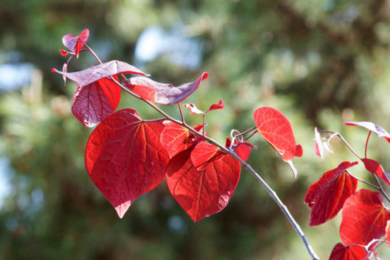 Cercis canadensis ruby falls - pot 15 l