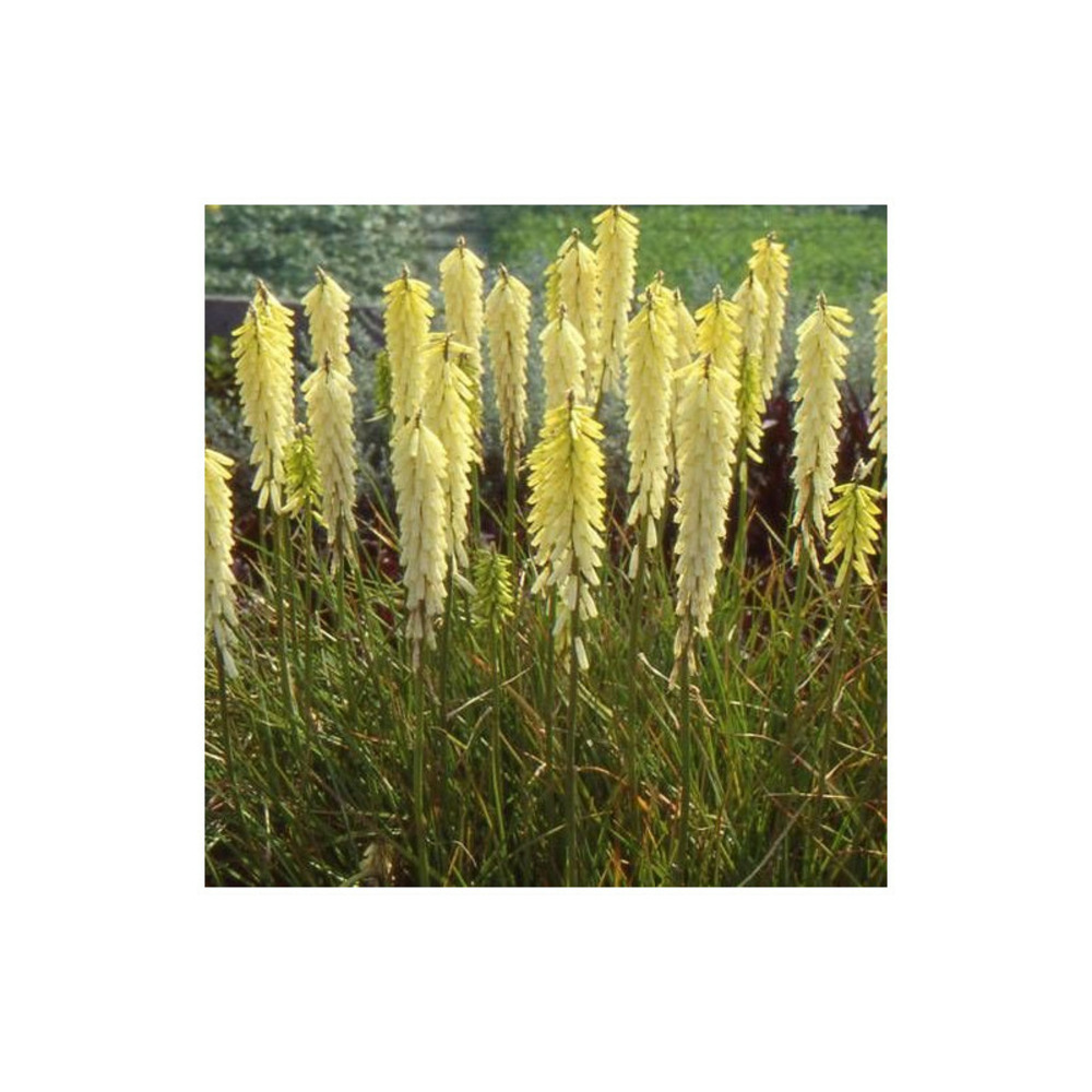 Kniphofia, tison de satan little maid lot de 9 godets