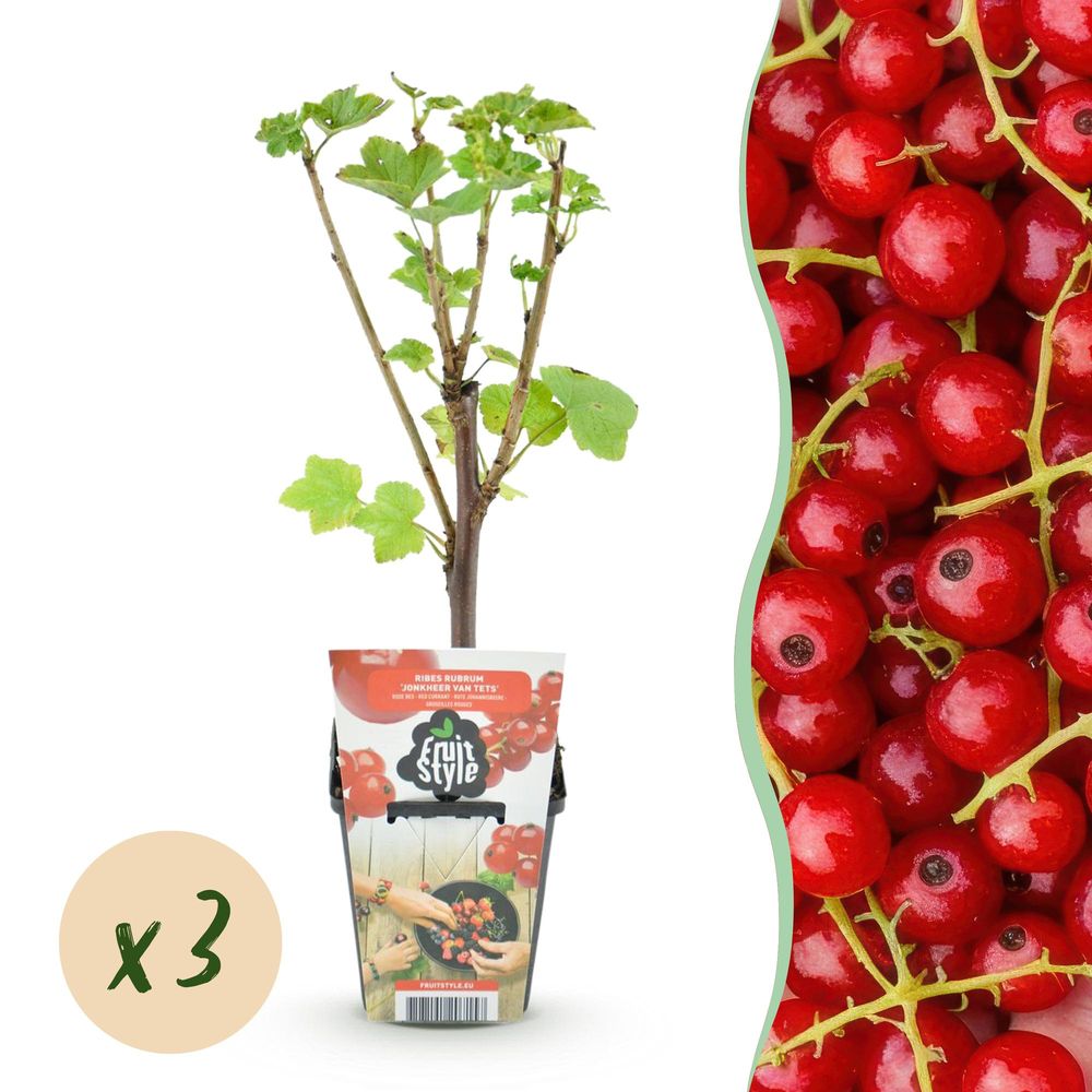 Groseillier 'jonkheer van tets' - lot de 3 - pot 9 cm - hauteur 35 cm