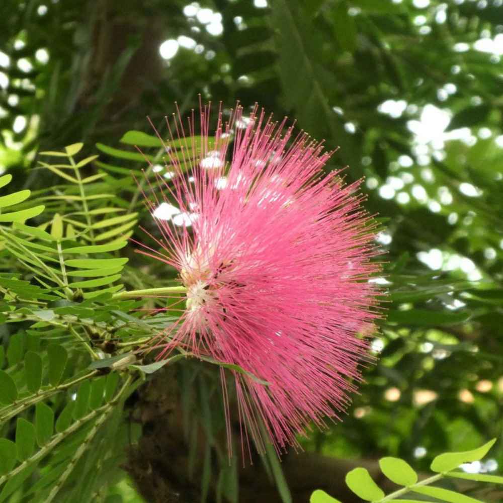 Arbre aux houppettes dixie pink, calliandra pot de 3,5l - 40/60 cm
