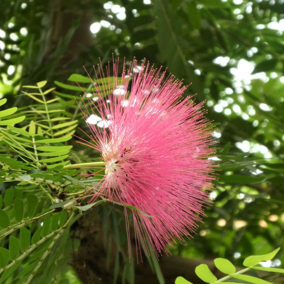 Arbre aux houppettes dixie pink, calliandra pot de 3,5l - 40/60 cm
