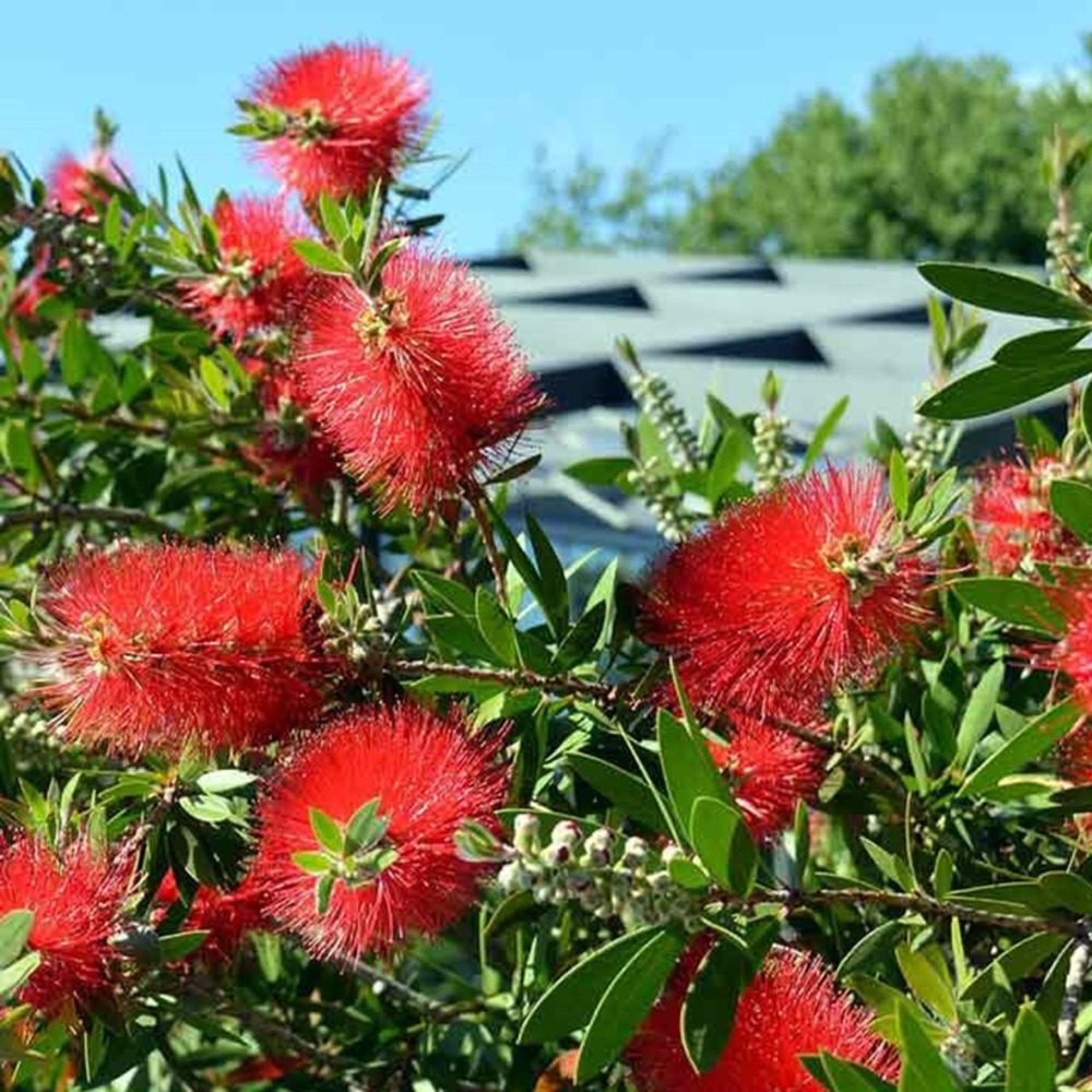 Callistemon inferno - rince bouteille godet de 8/9 cm