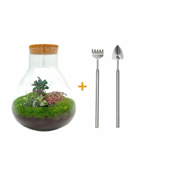 Kit terrarium diy - samos sans led ficus + fittonia rouge et verte - rateau + pelle