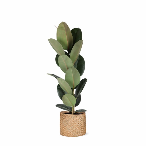 Ficus elastica robusta et son pot panier naturel - hauteur 90cm