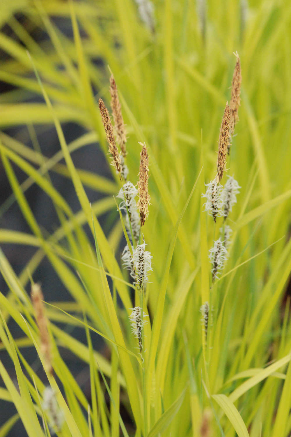 Laîche 'aurea' - en pot de 3 litres