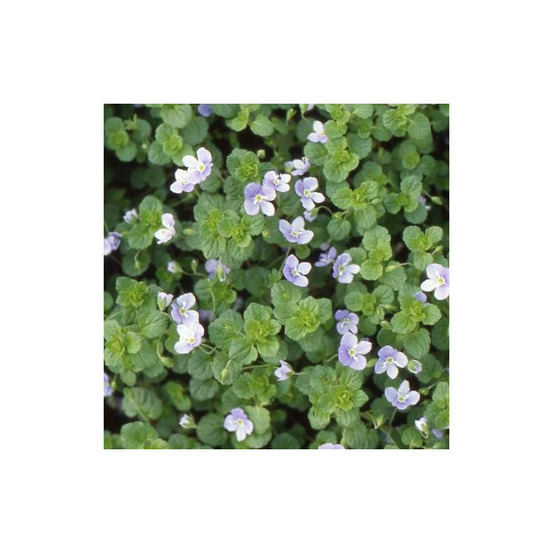 Véronique filiforme lot de 5 godets