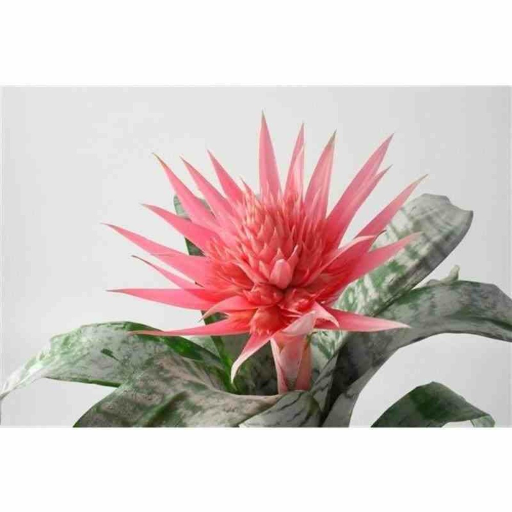 Aechmea fasciata pot de 2 litres - 50/70 cm