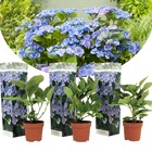 Hortensia 'teller' hydrangea - set de 3 - bleu -  ⌀9cm - hauteur 25-40cm