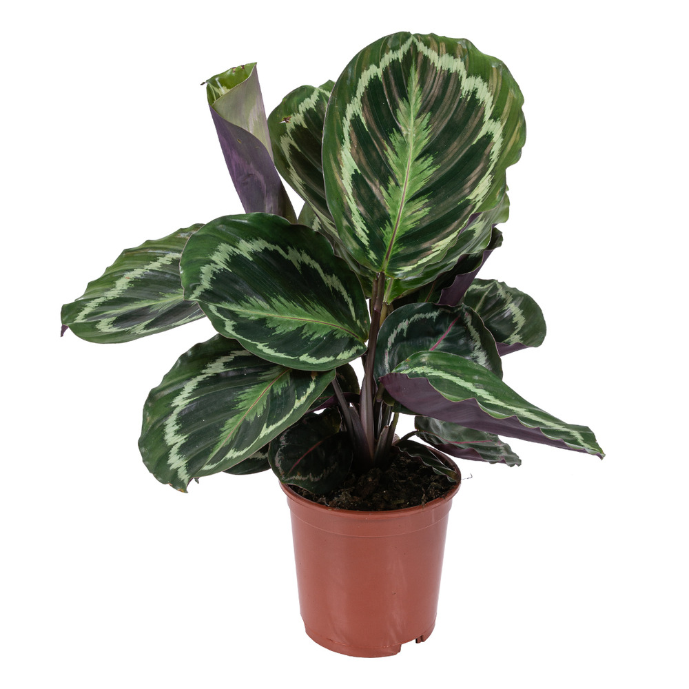 Calathea medallion - plante paon - plante d’intérieur - dépolluante - 40-50 cm de haut - pot 14 cm