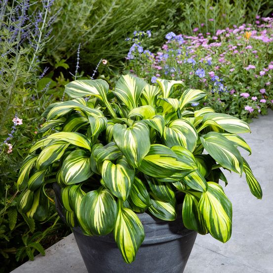 Hosta 'rainbow's end' pot de 1,5l/2l