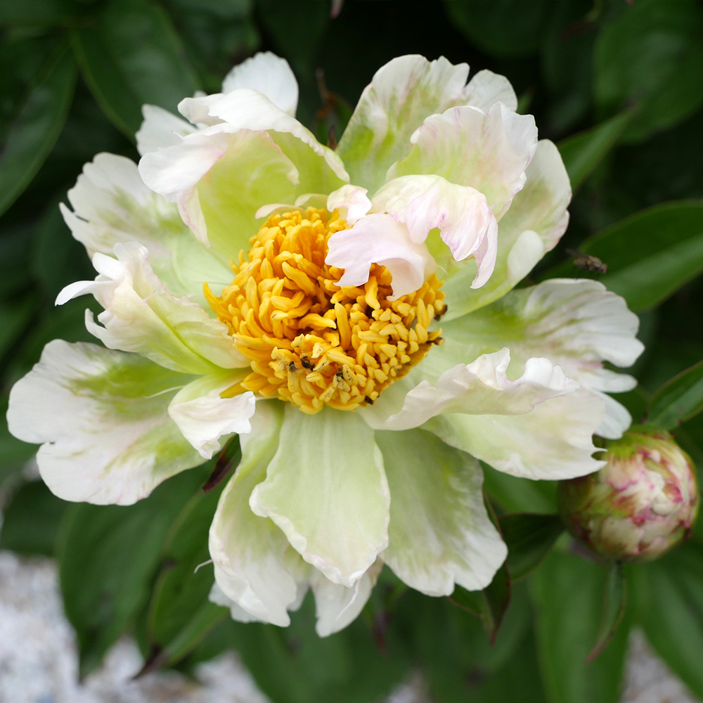 Pivoine de chine 'green lotus' souche 3/5 yeux