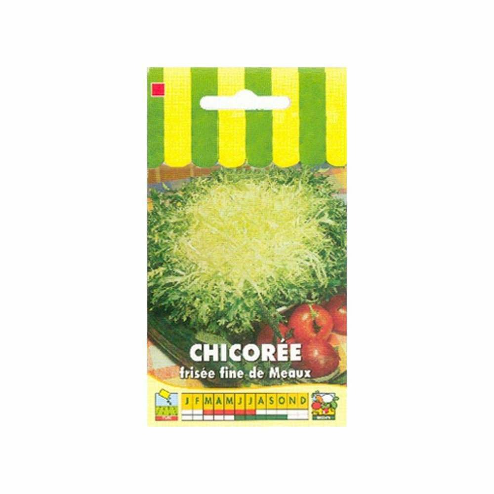Graines de chicorée frisée fine de meaux