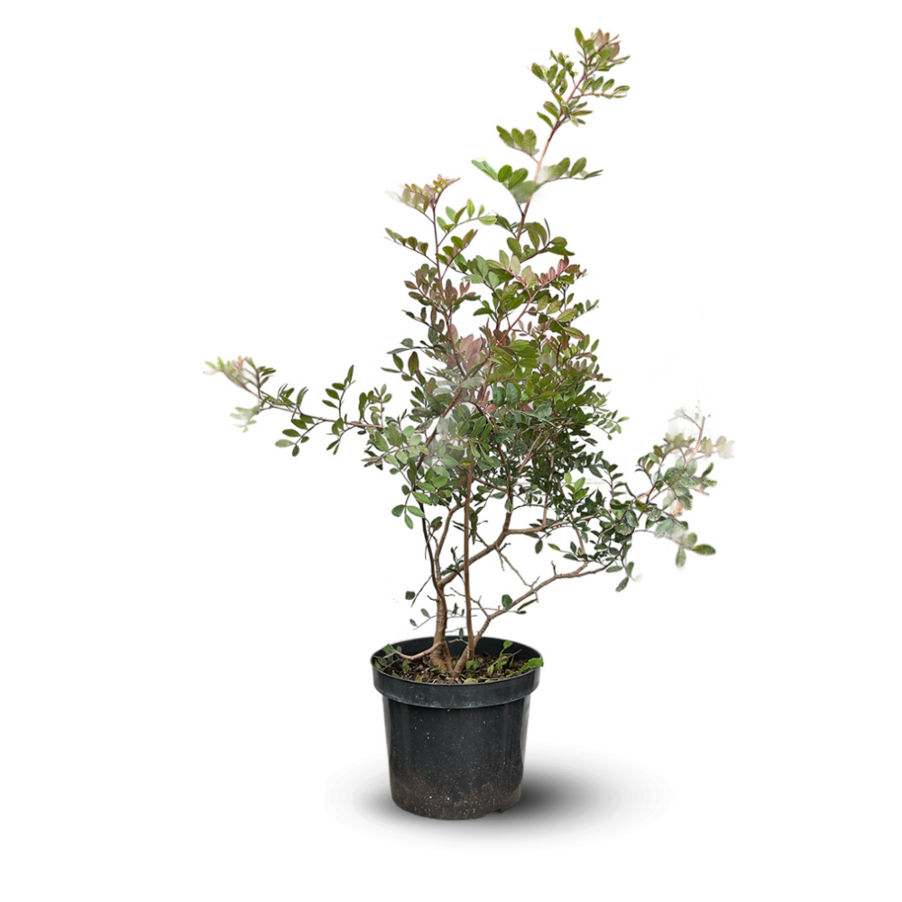 Pistachier lentisque - l'arbre au mastic - ↕ 90-100 cm - ⌀ 18 cm - plante d'extérieur