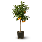 Oranger - agrume méditerranéen - arbre fruitier - ↕ 120-130 cm - ⌀ 24 cm
