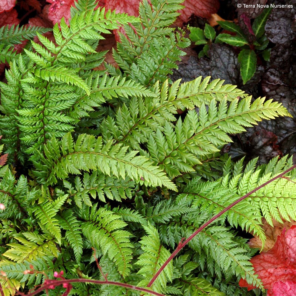 Aspidie du japon, pattes d'ours 'shiny holy fern' godet de 8/9 cm