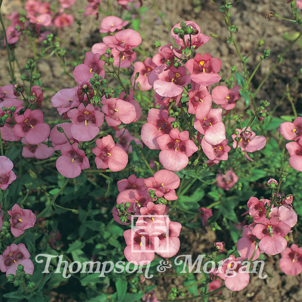 Diascia 'rose queen' le sachet de 550 graines environ (0,15g)