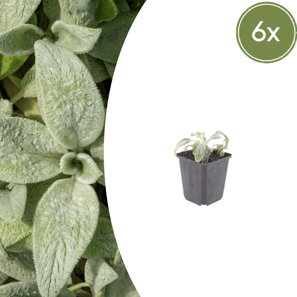Oreille d’ours (stachys byzantine) 'silver carpet' - 60