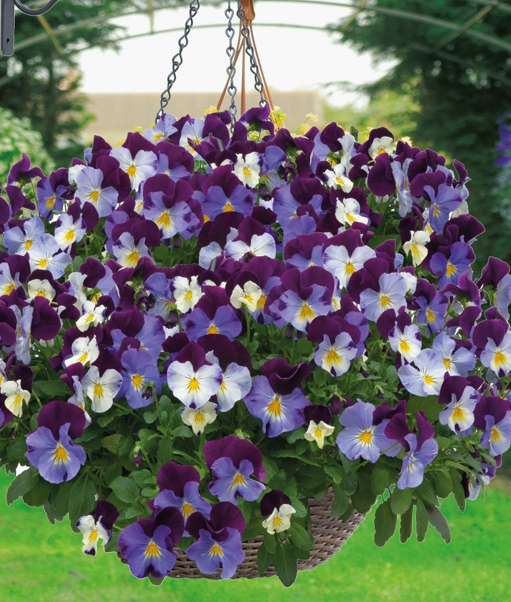 Violettes - offre speciale 6 rocky