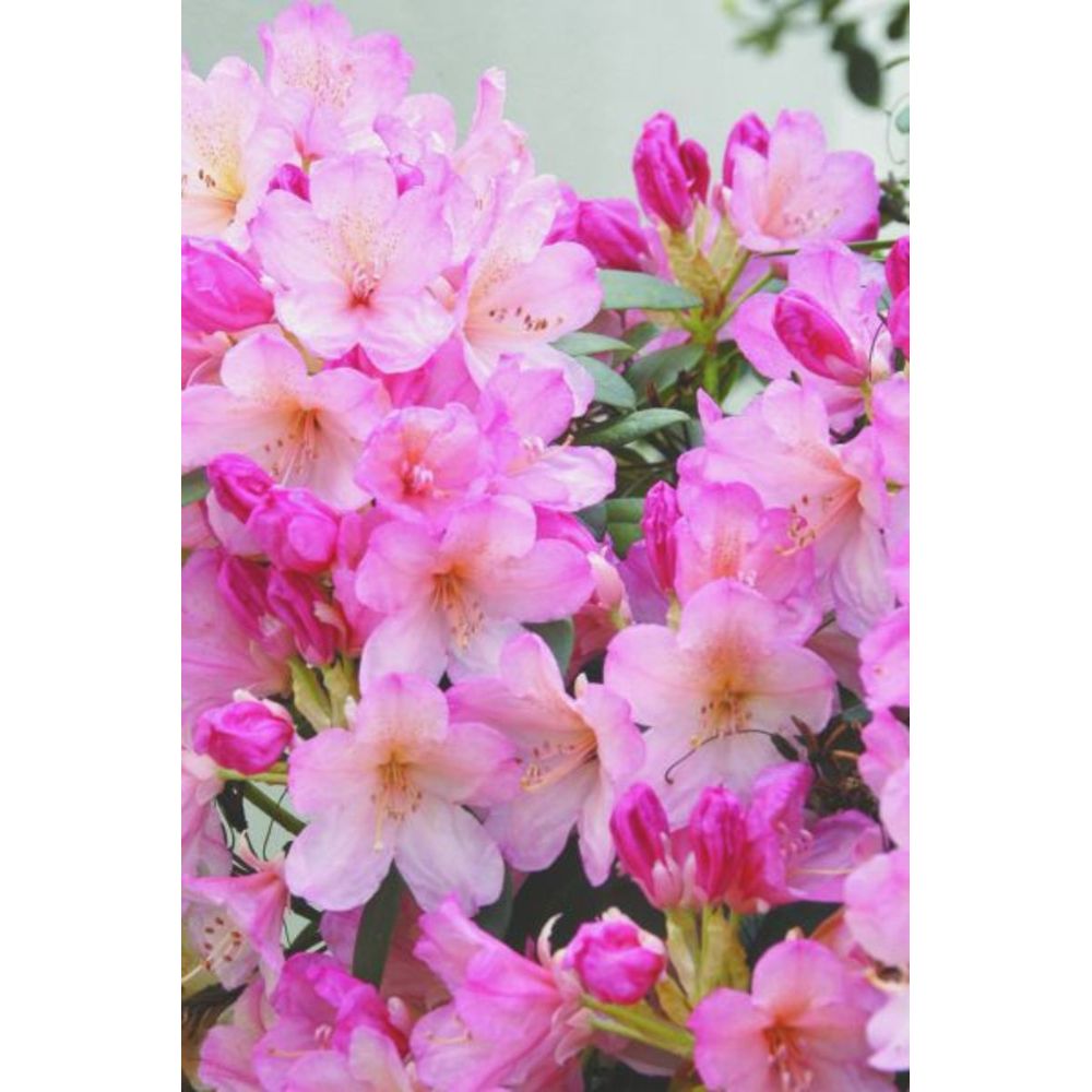 Rhododendron 'percy wiseman' - en pot de 4 litres