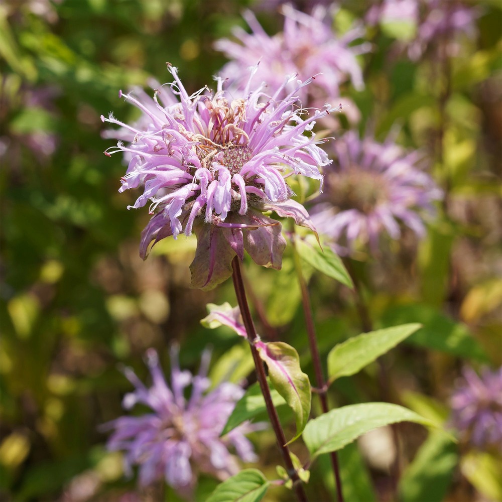 Monarde bradburiana bergamote sauvage - le pot / ø 9cm
