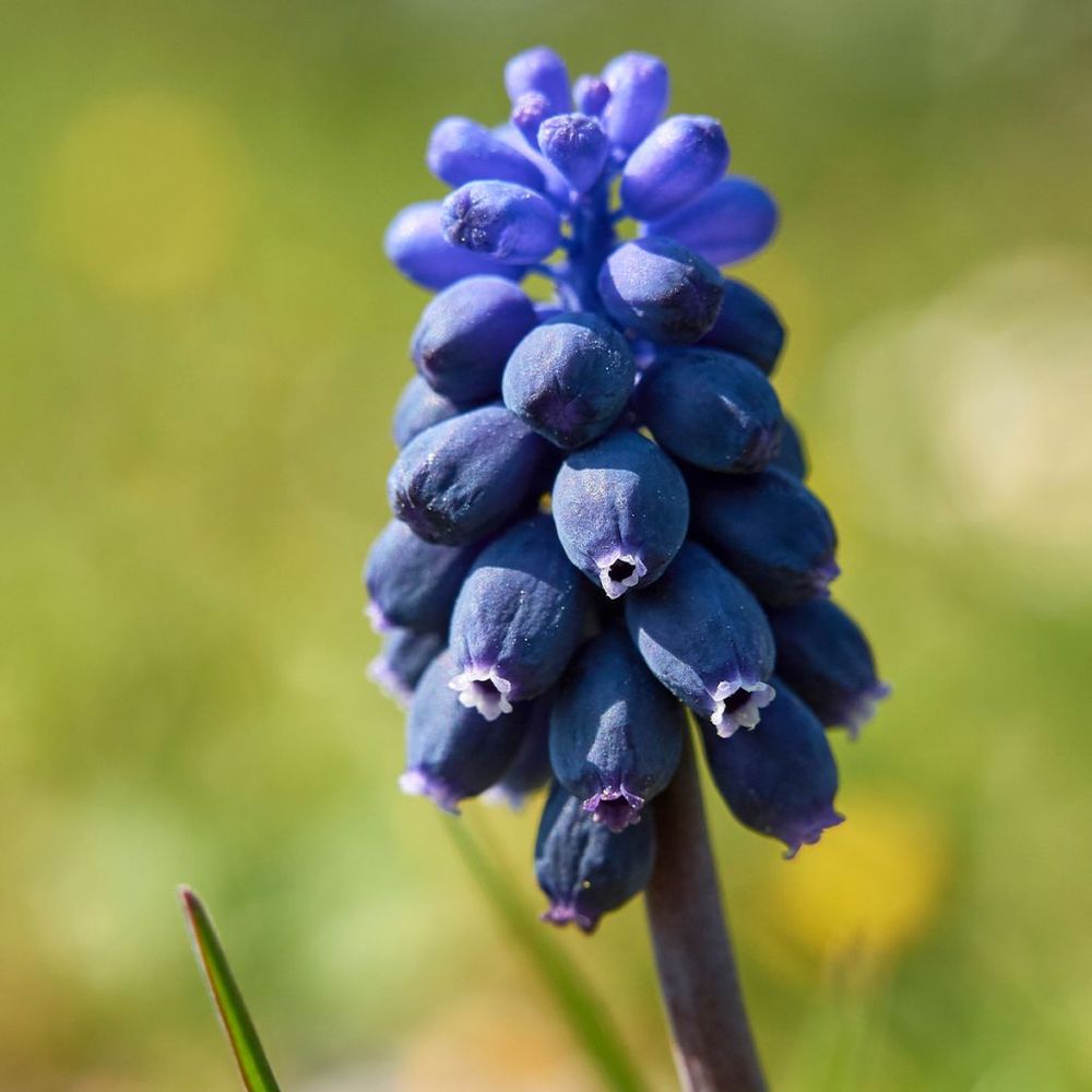 Muscari neglectum bulbe calibre 5+ (par 20)