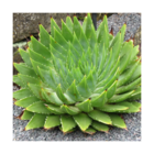 Aloe spirale/aloe polyphylla[-]pot de 7,5l - 40/60 cm