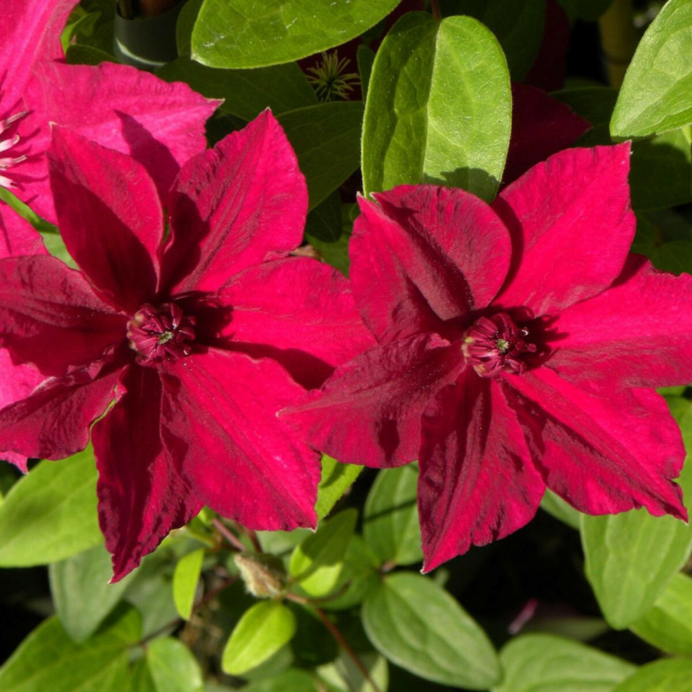 Clématite perida pot de 3l - echelle bambou 60/120 cm