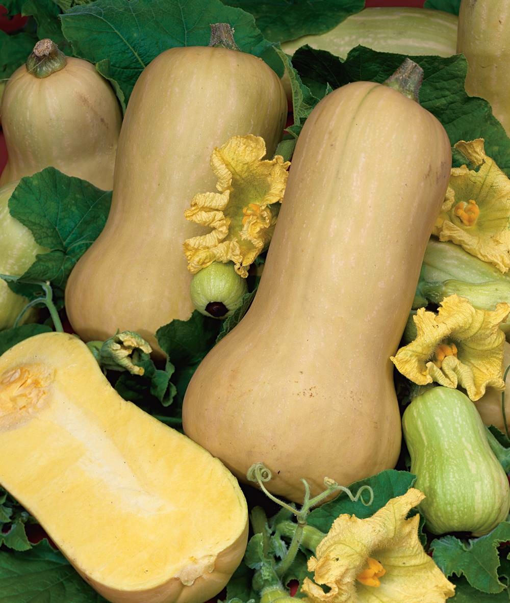 Courge butternut waltham bio - 2 g