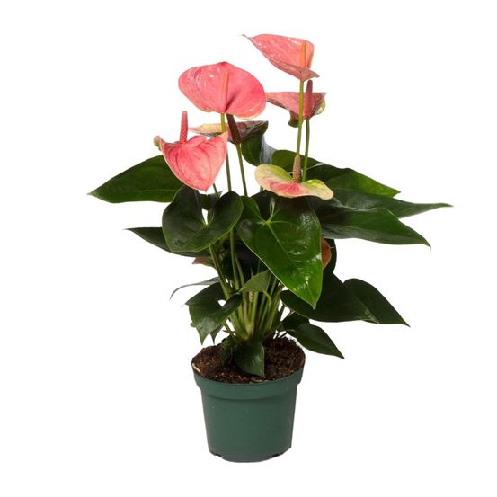 Anthurium 'sweet dream' - pot de 12cm - hauteur 35cm - plantes d'intérieur