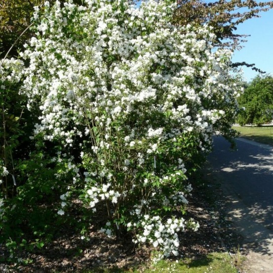 Seringat - philadelphus bouquet blanc 3l