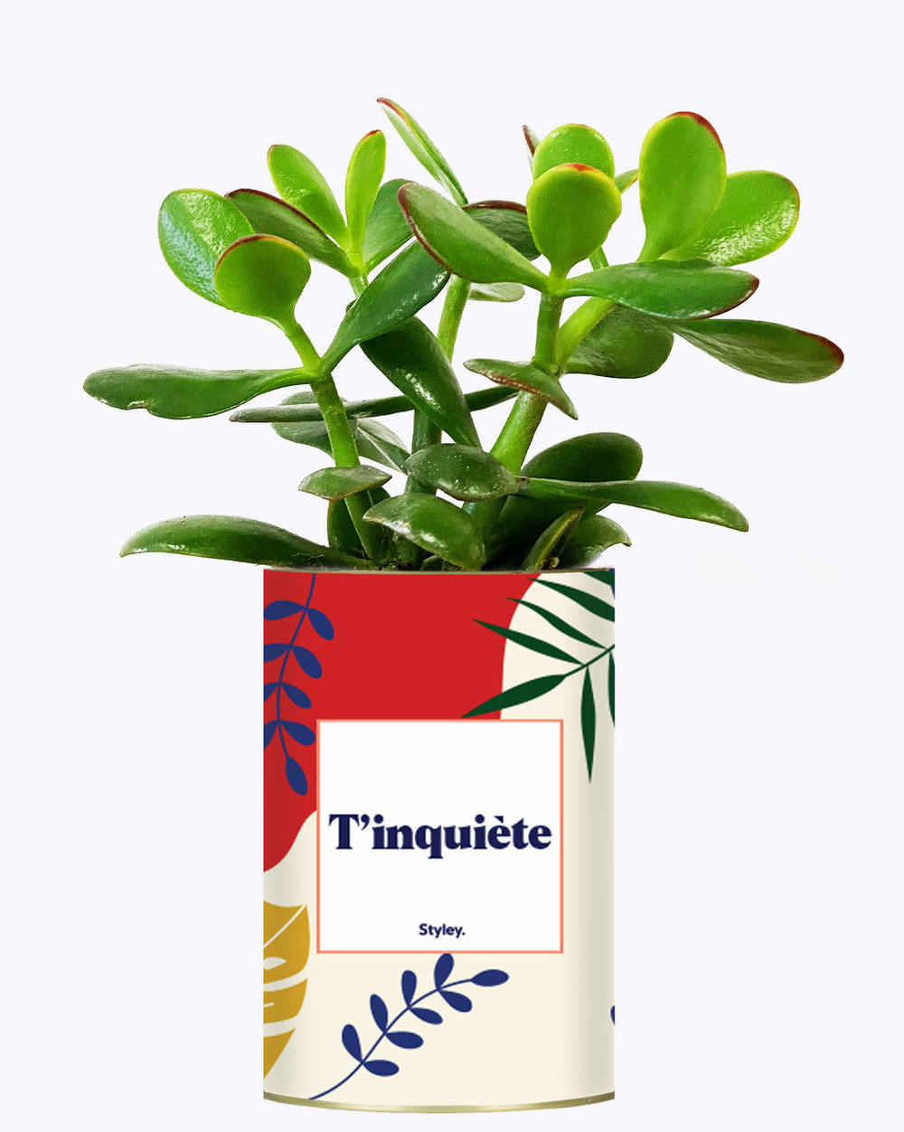 Plante facile à entretenir - t'inquiète - cactus