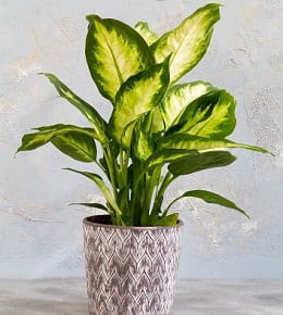 dieffenbachia pot