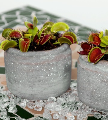 dionee plante carnivore